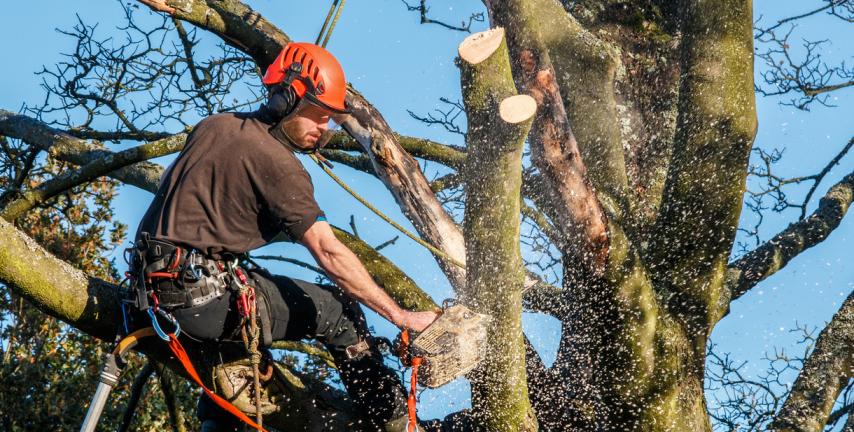 Taglio rami ed alberi interferenti con la sede ferroviaria