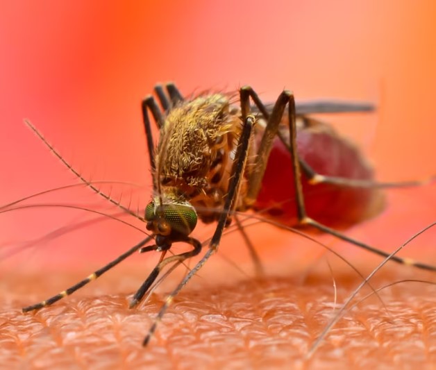 Avviso di intervento di disinfestazione urgente per la prevenzione ed il controllo delle malattie trasmesse da insetti vettori per sospetto caso dengue
